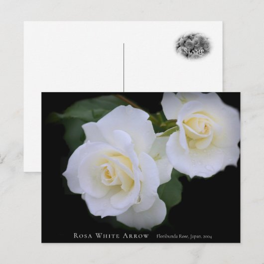 Rosa White Arrow Postkarte (Vorne/Hinten)