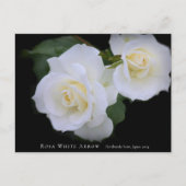 Rosa White Arrow Postkarte (Vorderseite)