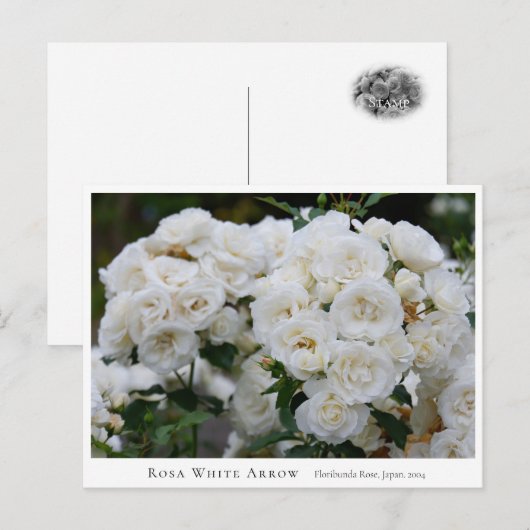 Rosa White Arrow Postkarte (Vorne/Hinten)