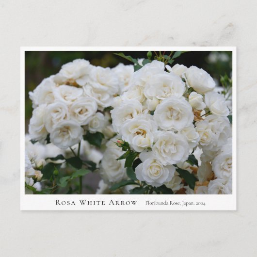 Rosa White Arrow Postkarte (Vorderseite)