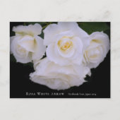 Rosa White Arrow Postkarte (Vorderseite)