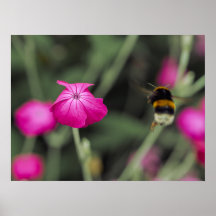 Rosa Wildblume und Hummel Naturfotografie