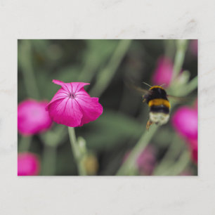 Rosa Wildblume und Hummel Sommer Naturfoto Postkarte