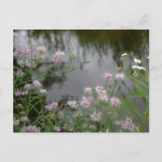 Rosa Wildblumen in der Nähe der Bachnatur Postkarte (Vorderseite)