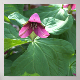 Rosa Wildblumen Poster