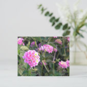 Rosa Wilde Blume Postkarte (Stehend Vorderseite)