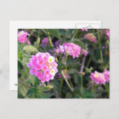 Rosa Wilde Blume Postkarte (Vorne/Hinten)