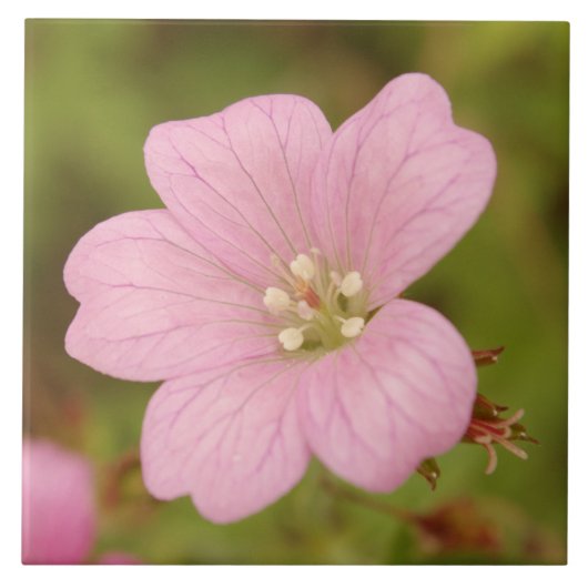 Rosa wilde Pelargonie Fliese (Vorderseite)