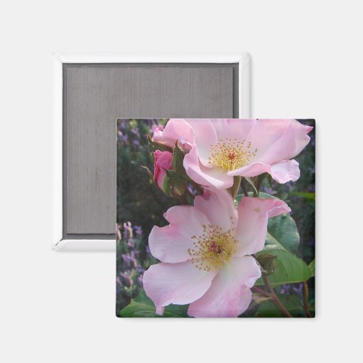 Rosa Wilde Rose Blume Foto Magnet (Vorderseite/Rückseite)