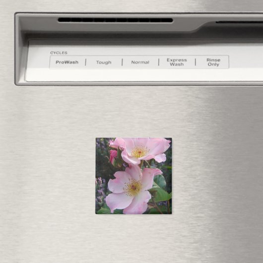 Rosa Wilde Rose Blume Foto Magnet (In Situ (Geschirrspüler))