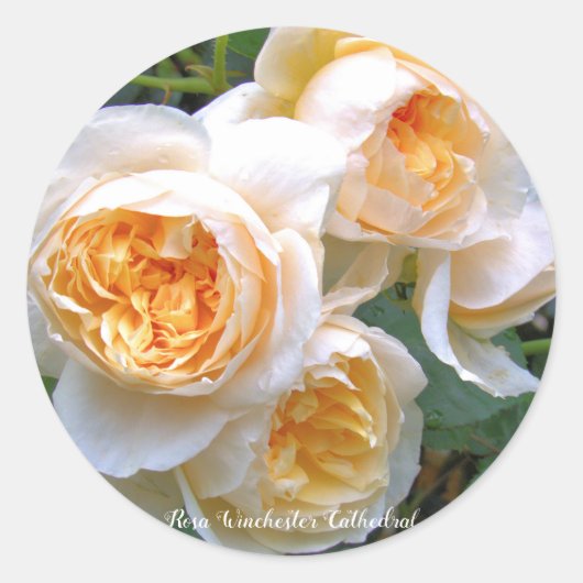 Rosa Winchester Cathedral ラウンドシール Runder Aufkleber (Vorderseite)