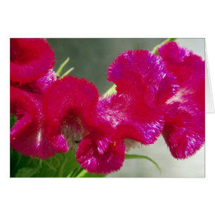 Rosa Wirble Blume
