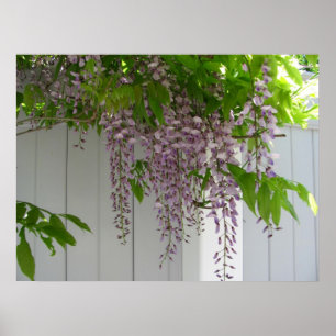 Rosa Wisteria ~ Druck Poster