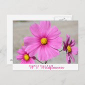 Rosa WV Wilde Blume Postkarte (Vorne/Hinten)