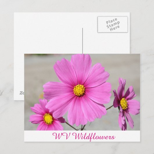 Rosa WV Wilde Blume Postkarte (Vorne/Hinten)