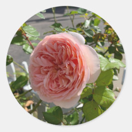Rosa x centifolia (Zentifolie-Rose) Aufkleber