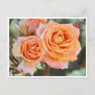 Rosa"Yachiyo-nishiki"(八 千 錦 代 Postkarte