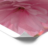 Rosa Yaezakura-Blüte Poster (Ecke)