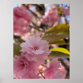 Rosa Yaezakura-Blüte Poster