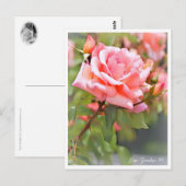 Rosa Zambra '93 Postkarte (Vorne/Hinten)