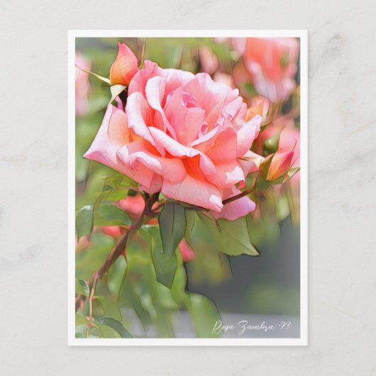 Rosa Zambra '93 Postkarte (Vorderseite)