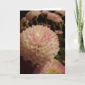 Rosa Zinnia-Blume Karte (Vorderseite)