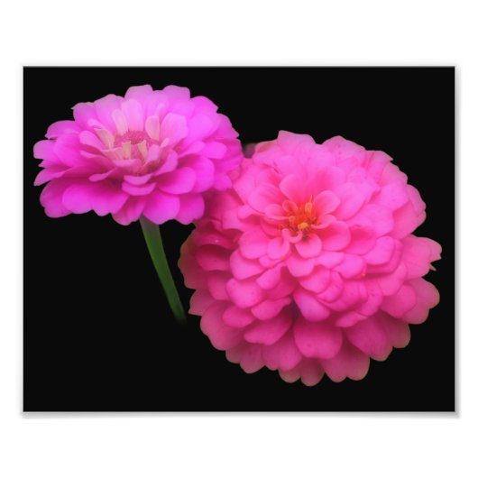 Rosa Zinnia Blume Pair Nah 8 x 10 Fotodruck (Vorne)