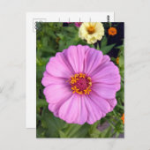 Rosa Zinnia Blume Postkarte (Vorne/Hinten)