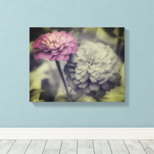 Rosa Zinnia-Blume Schwarz-Weiß Leinwanddruck (Insitu (Holzboden))
