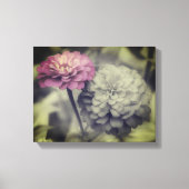 Rosa Zinnia-Blume Schwarz-Weiß Leinwanddruck (Vorderseite)
