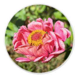 Rosa Zinnia mit gelber Mittellaufruge Keramikknauf