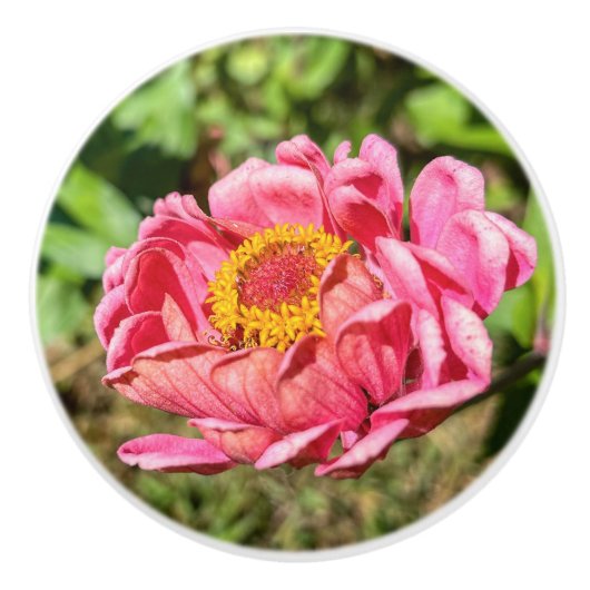 Rosa Zinnia mit gelber Mittellaufruge Keramikknauf (Vorderseite)