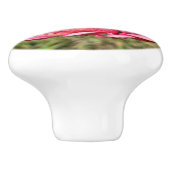 Rosa Zinnia mit gelber Mittellaufruge Keramikknauf (Seitenansicht)