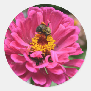 Rosa Zinnia und Hummel Runder Aufkleber