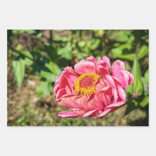 Rosa Zinnie mit gelber Mitte Geschenkpapier Set (Vorderseite 3)