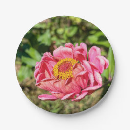 Rosa Zinnie mit gelber Mitte Pappteller