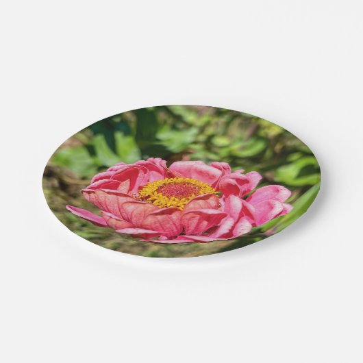 Rosa Zinnie mit gelber Mitte Pappteller (Schrägansicht)