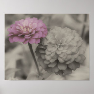Rosa Zinnienblumen Vintage-Teilfarbe Poster