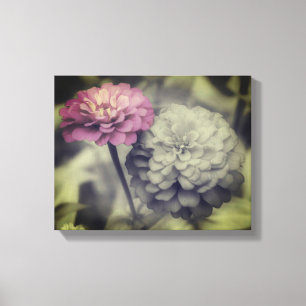 Rosa Zinnienblüten in Schwarz-Weiß Leinwanddruck