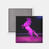 Rosa Zirkus Magnet (Vorderseite/Rückseite)