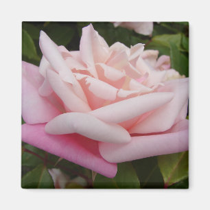 Rosa Zweiton-Vintage-Rosenblumen-Blumenmalerei Magnet