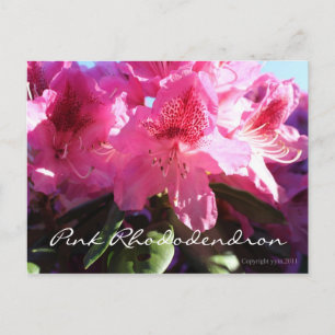rosafarbene Rhododendren Postkarte