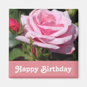 rosafarbene Rosenblumen Alles Gute zum Geburtstag. Magnet