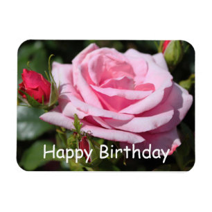 rosafarbene Rosenblumen Alles Gute zum Geburtstag. Magnet