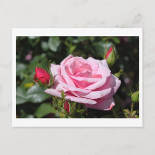 rosafarbene Rosenblumen Alles Gute zum Geburtstag. Postkarte