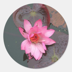 rosafarbene Seerose, Lotosblume Runder Aufkleber
