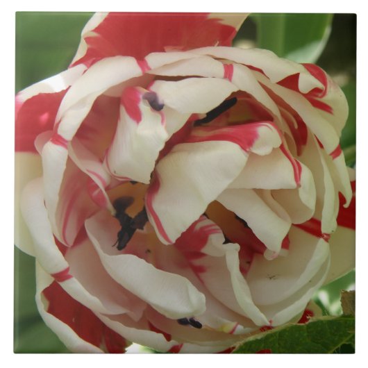 Rosafarbene und weiße Tulpenfliese Fliese (Vorderseite)