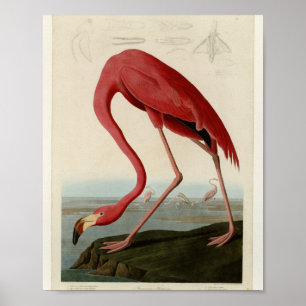 Rosaflamingo — Audubon Birds of America Poster