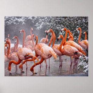 Rosaflamingo, farbenfroher Vogel, Poster