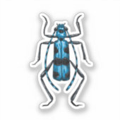 Rosalia Alpina Käfer Aufkleber (Vorderseite)